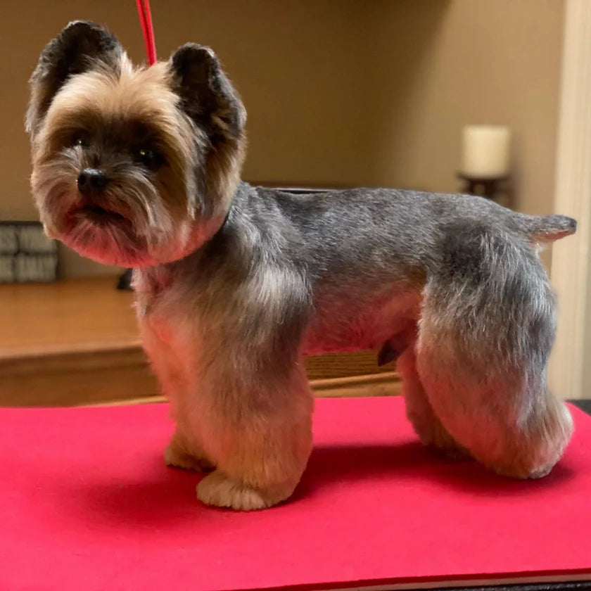 IMMORTELLE REJUVENATING SHAMPOO 500ml